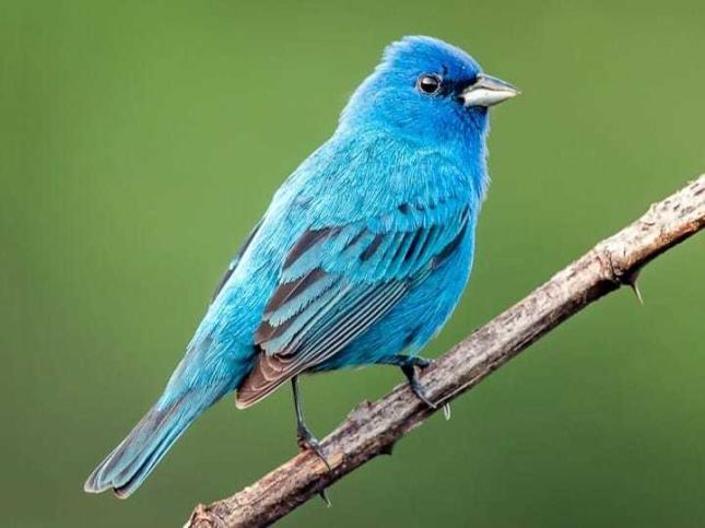 indigo bunting male