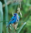 Indigo Bunting