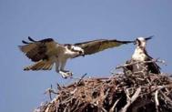 Osprey at nest JRC c