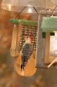 RB Woodpecker JRC