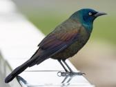Grackle