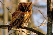 Screech Owl