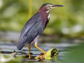 Green Heron