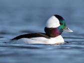 bufflehead