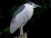Black Crowned Night Heron