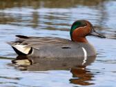 Green Winged Teal
