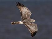 Northern Harrier