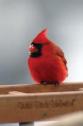 cardinal_jrc